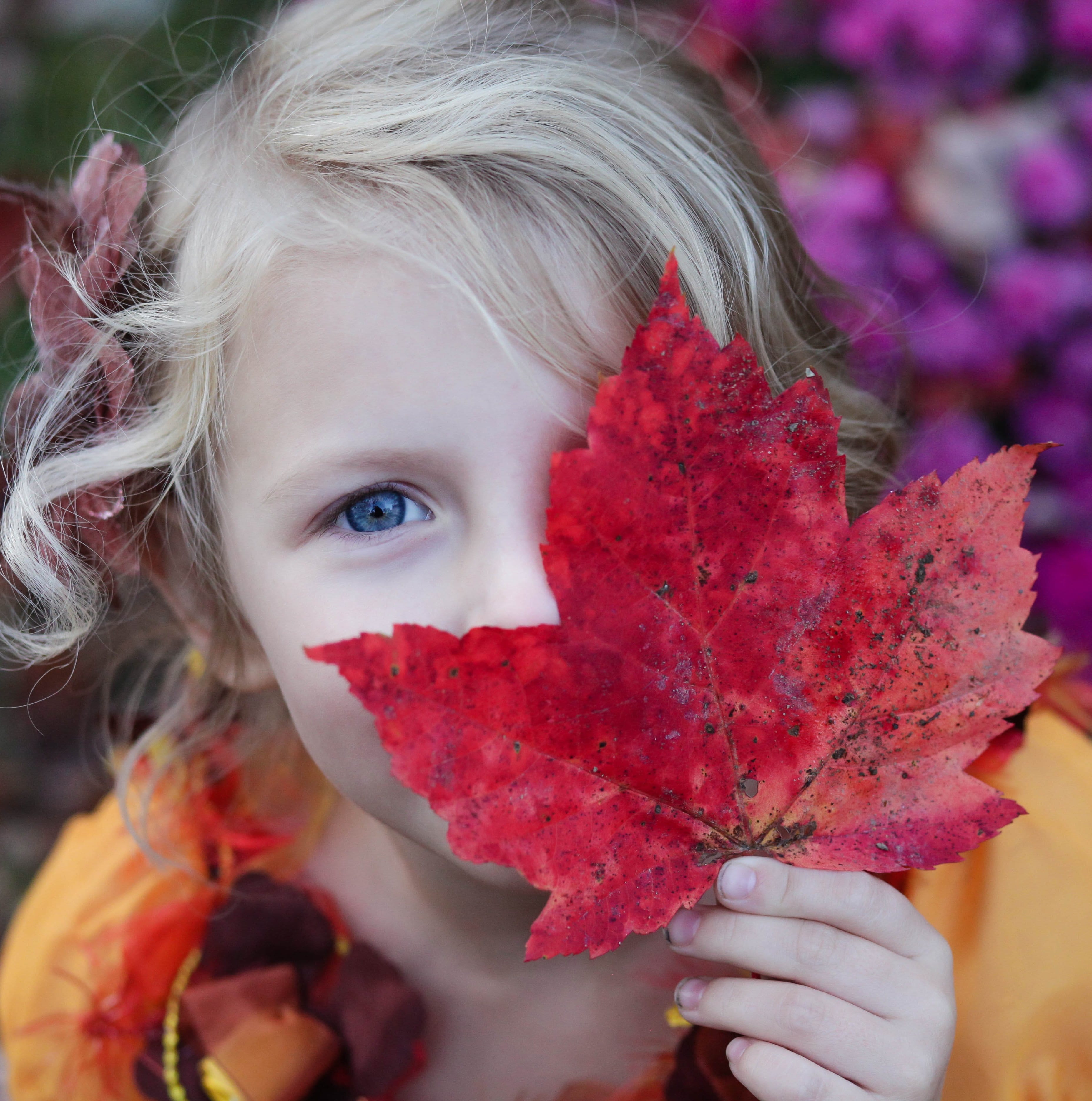 Little Girl with Red Maple Leaf - Autumn Photo