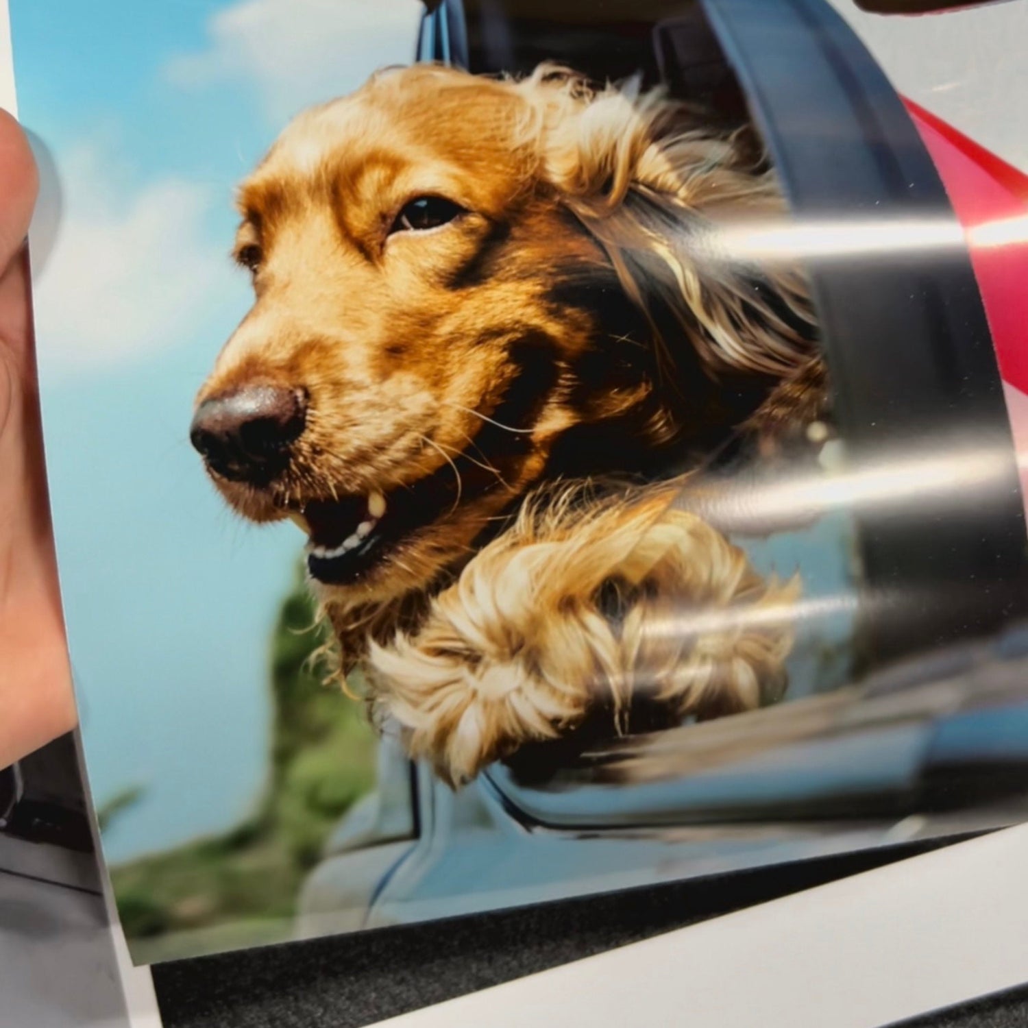 Metallic Pearl Print of Dog Photo