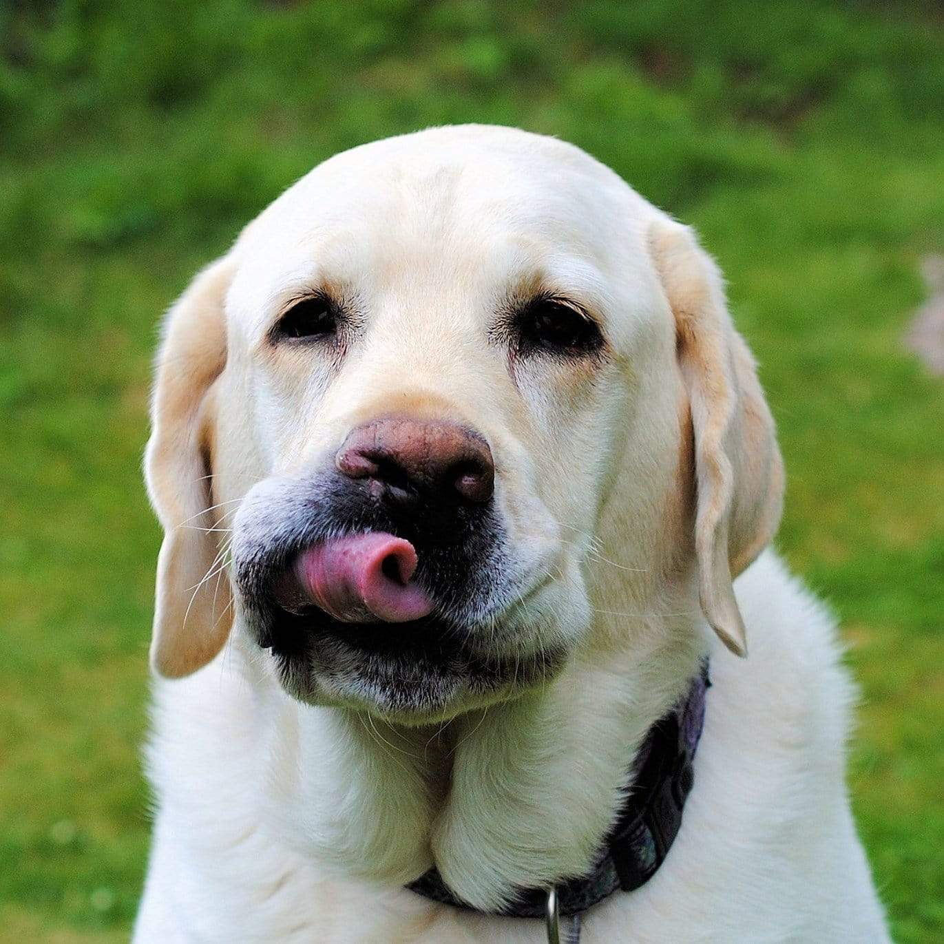 Tips on how to take the best photos of animals