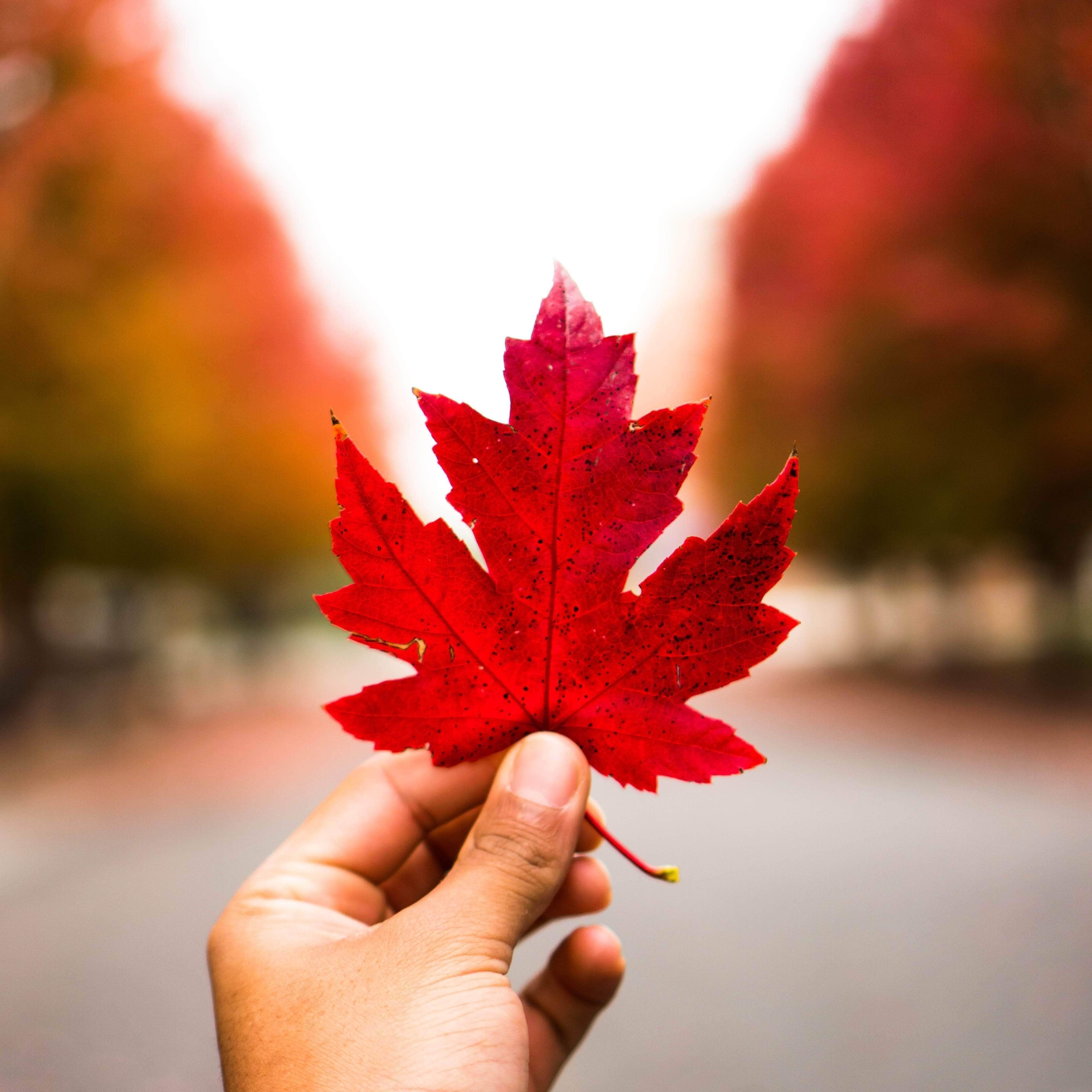 Person holding a bright red maple leaf