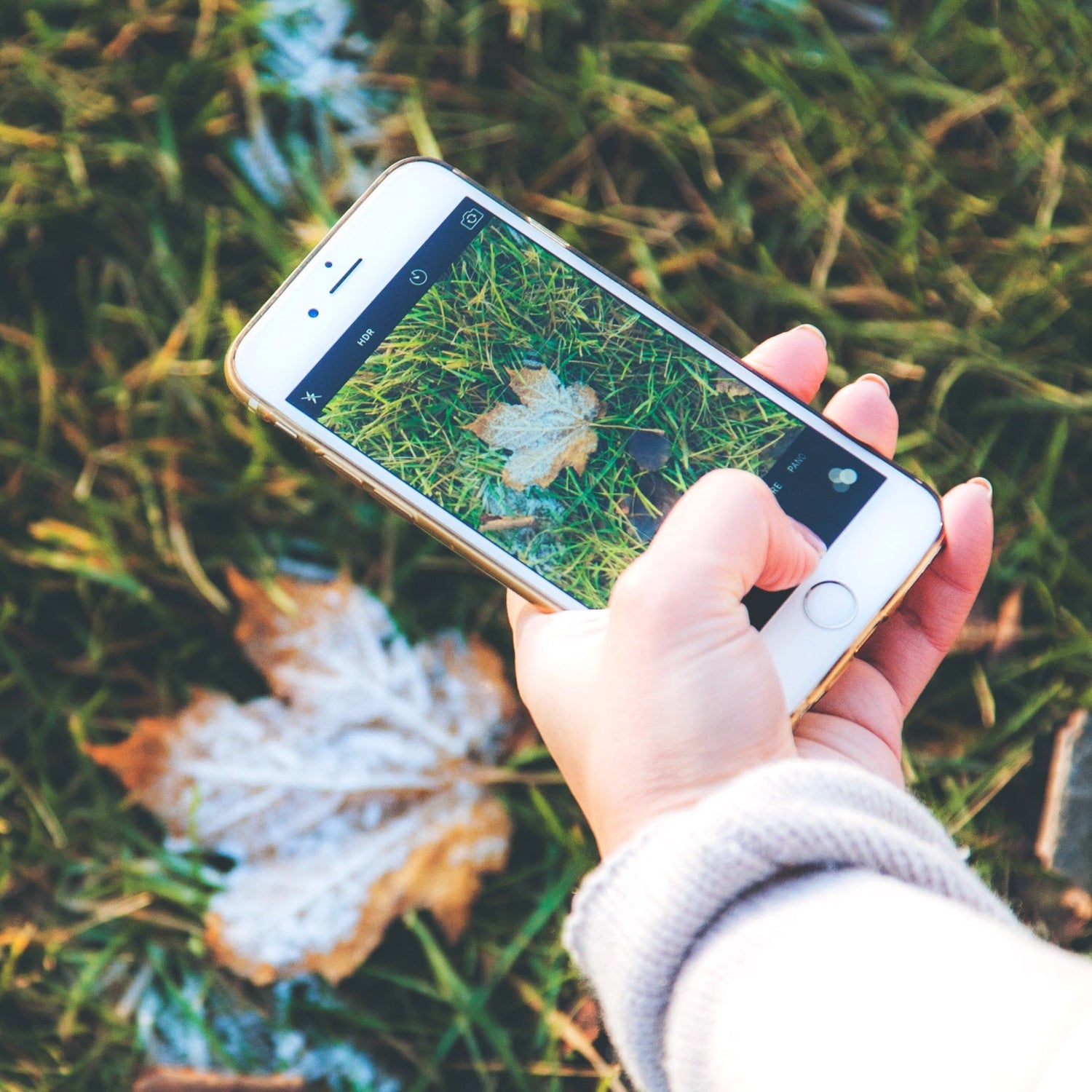 Person Capturing Photo of Leaf with iPhone Camera