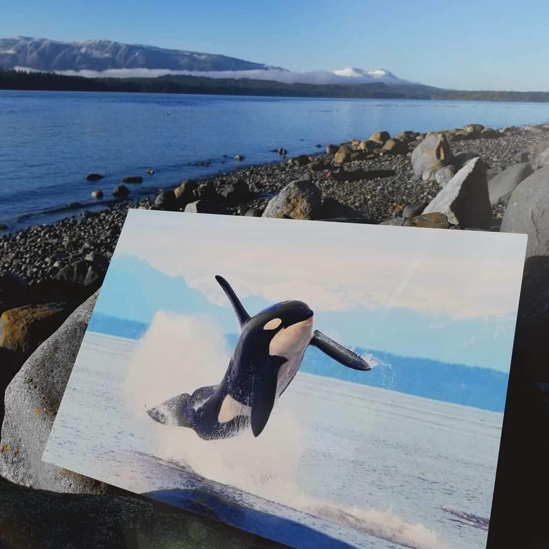 Breaching Killer Whale Printed on Metal