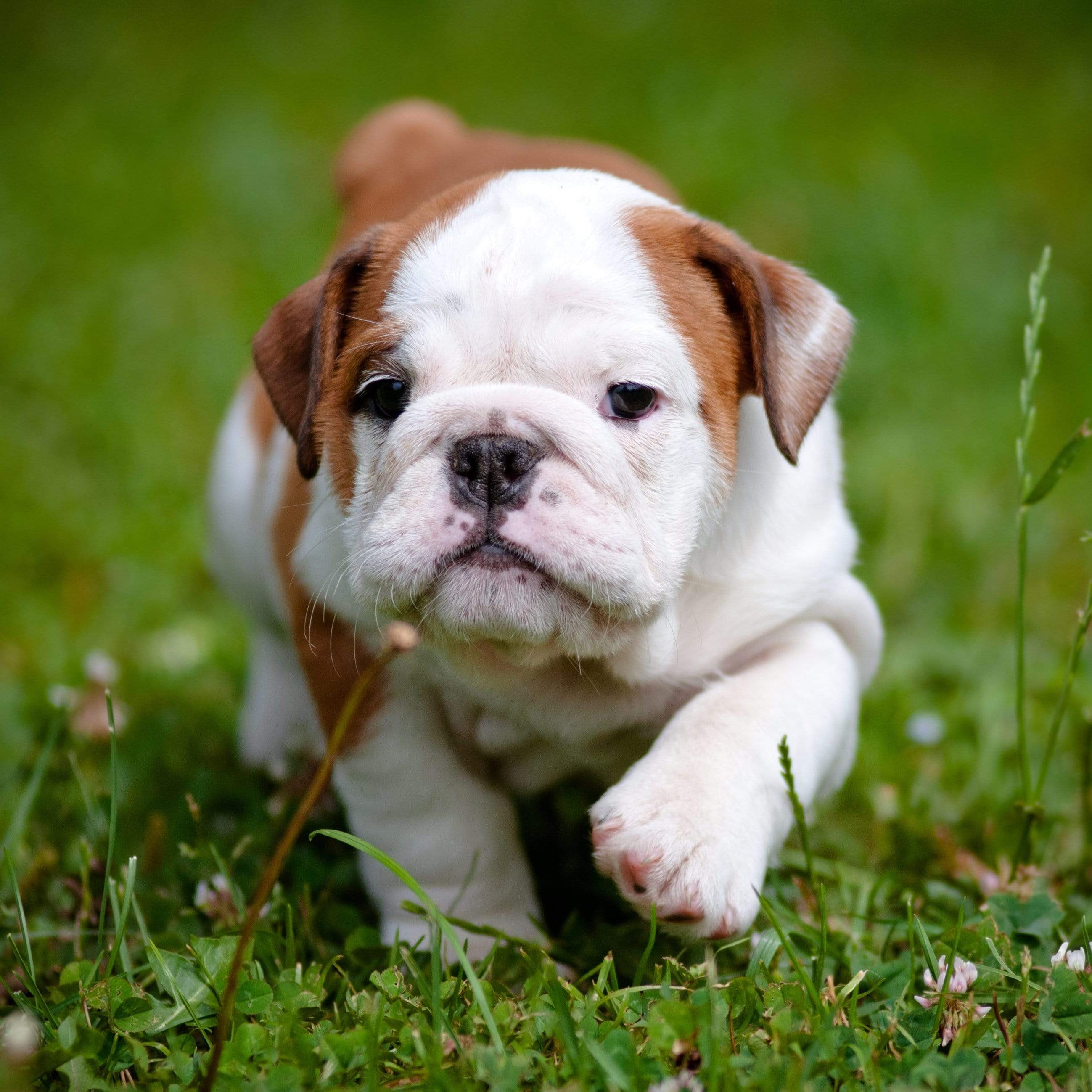 Capturing the Most Adorable Baby Animal Photos