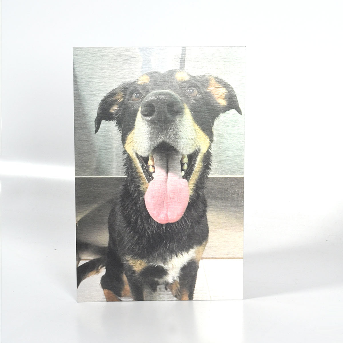 Dog Picture Printed on Metal by Posterjack Canada