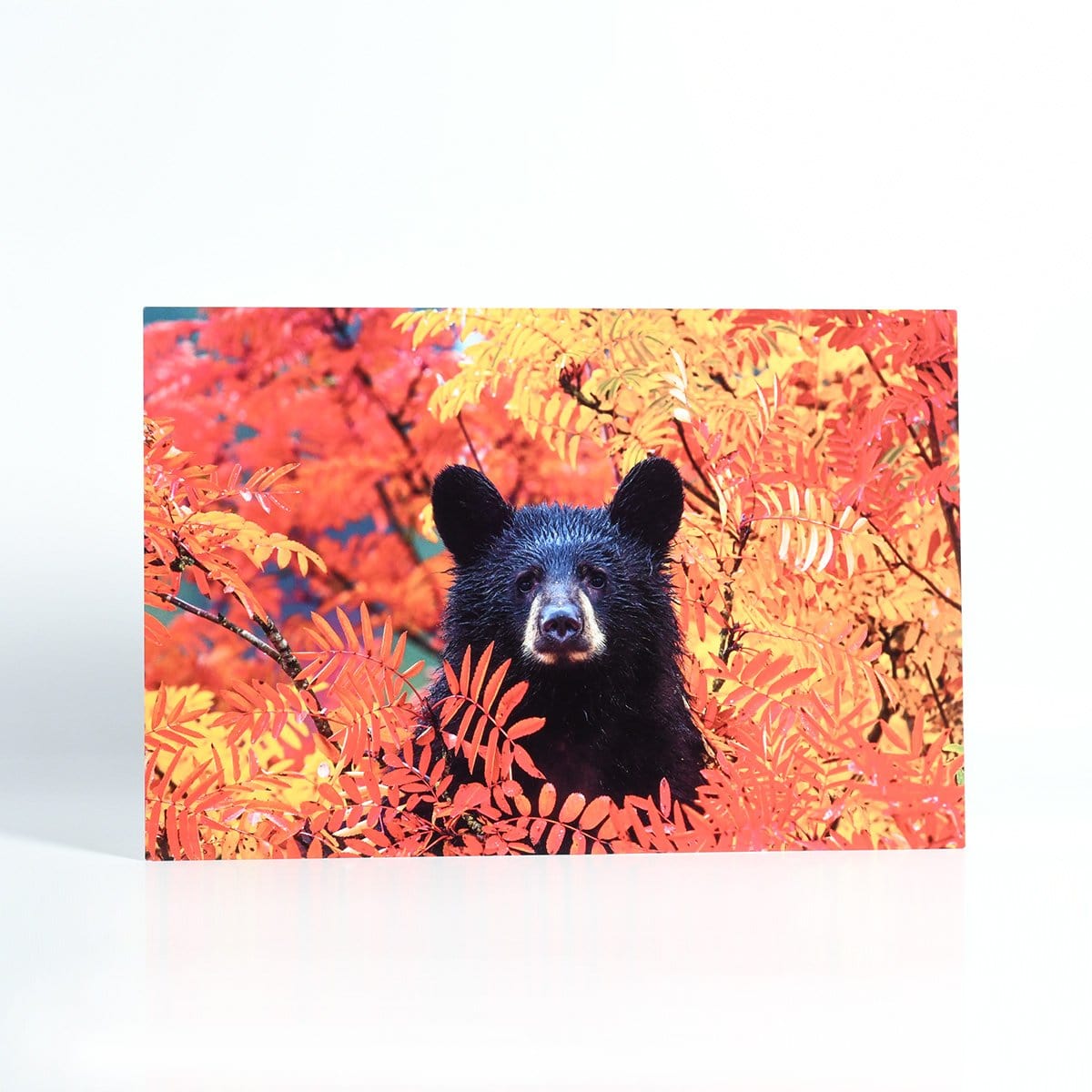 Autumn Bear Cub Photo Printed on Metal