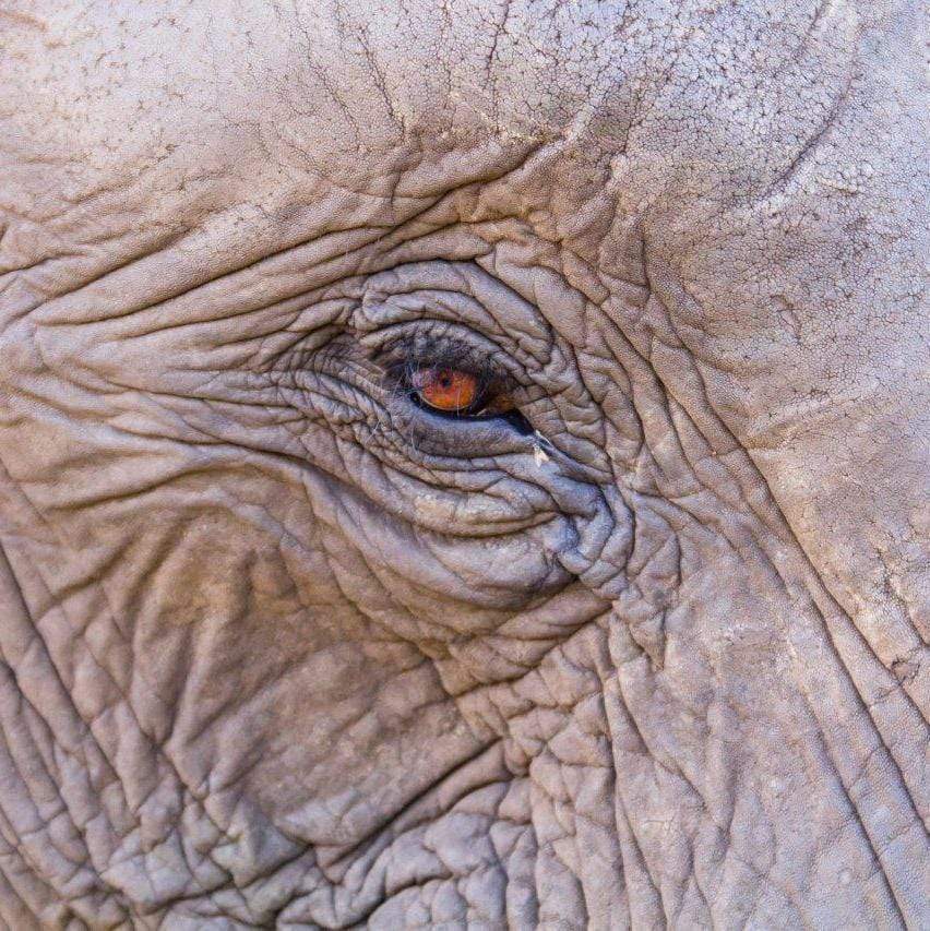 Close-up of an elephant's eye illustrating texture in photography