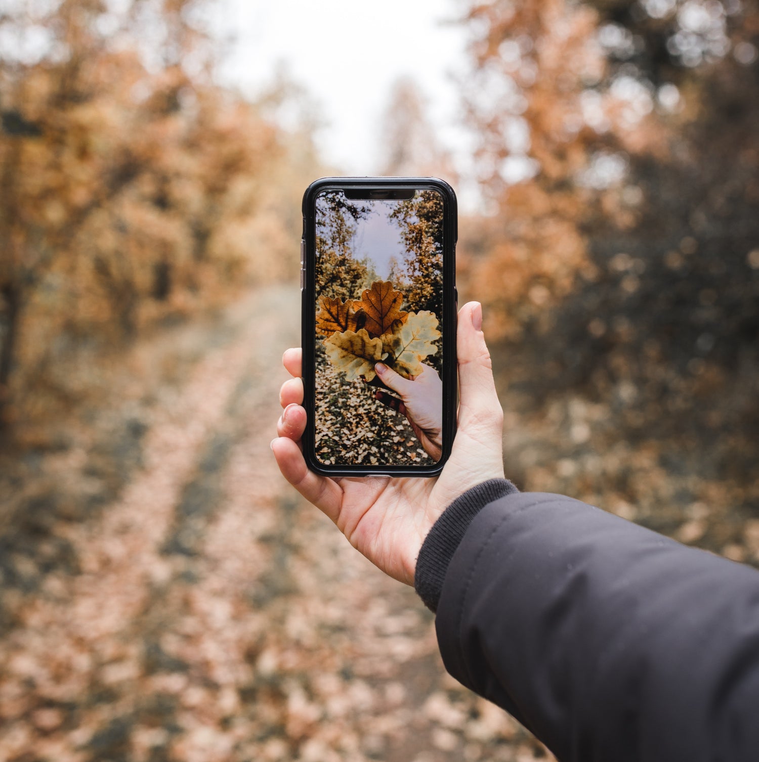 Person Holding Smartphone Taking a Fall Photo