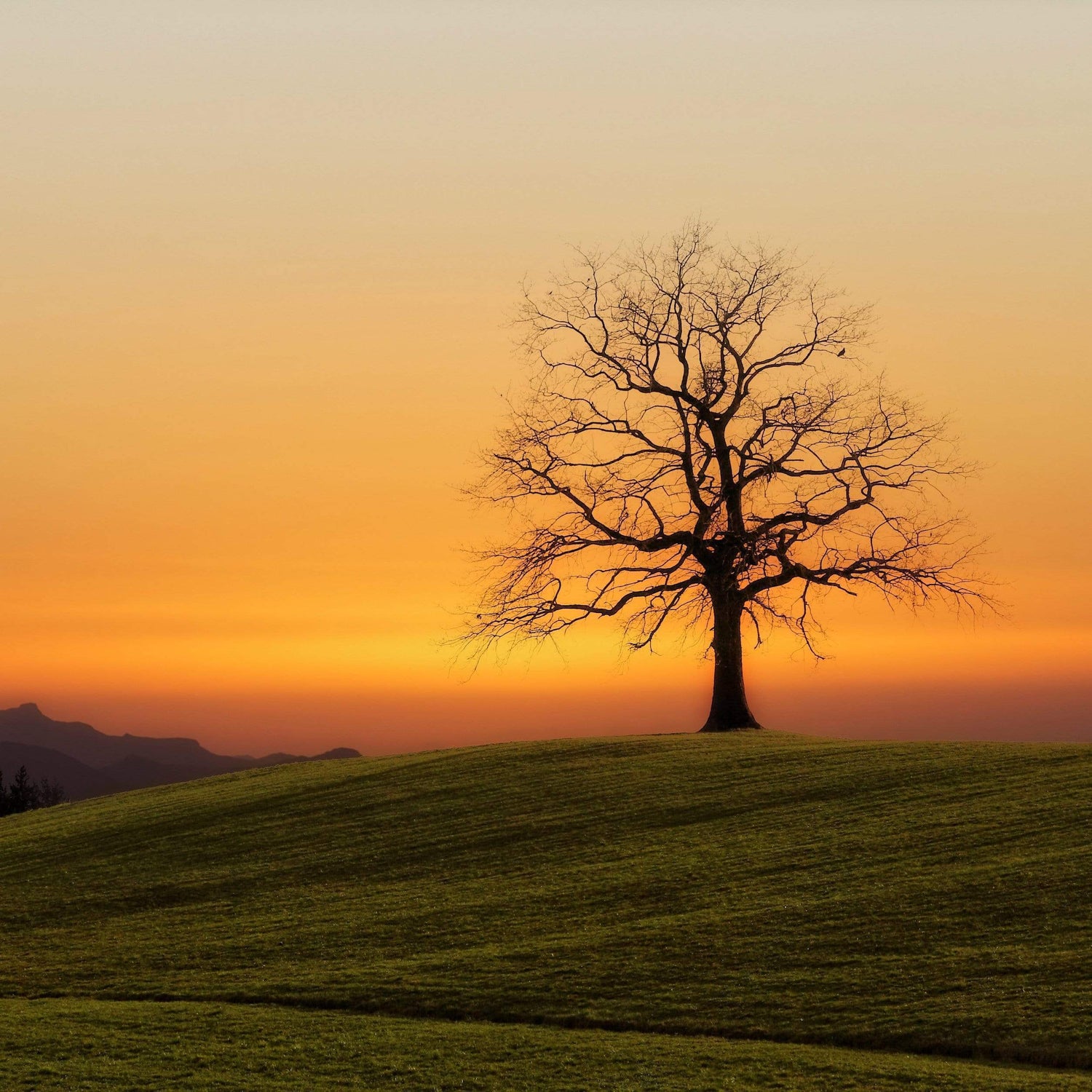 Landscape photo tree at sunrise or sunset