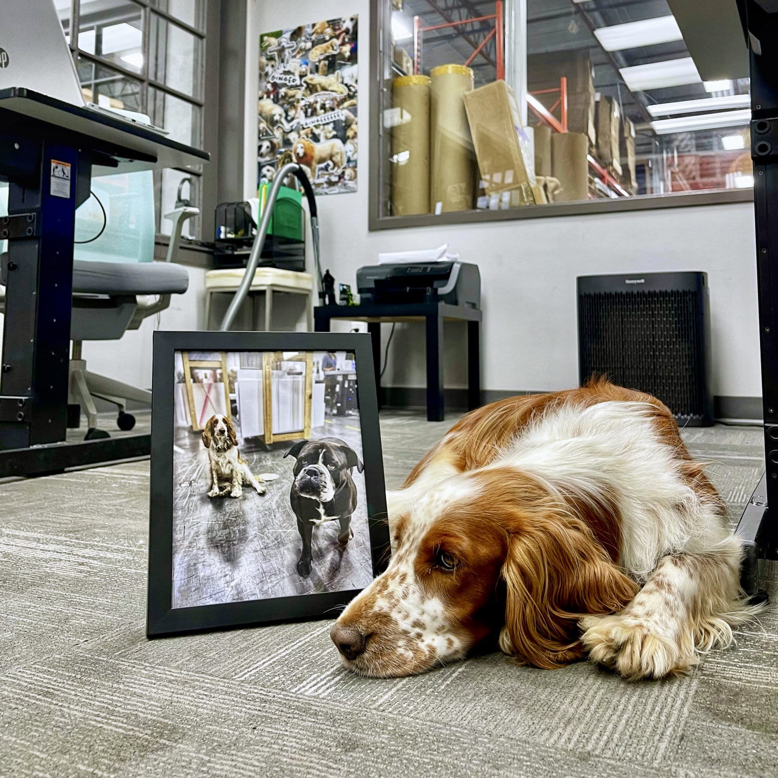 Posterjack Dog, Maple, Laying Beside a Framed Photo