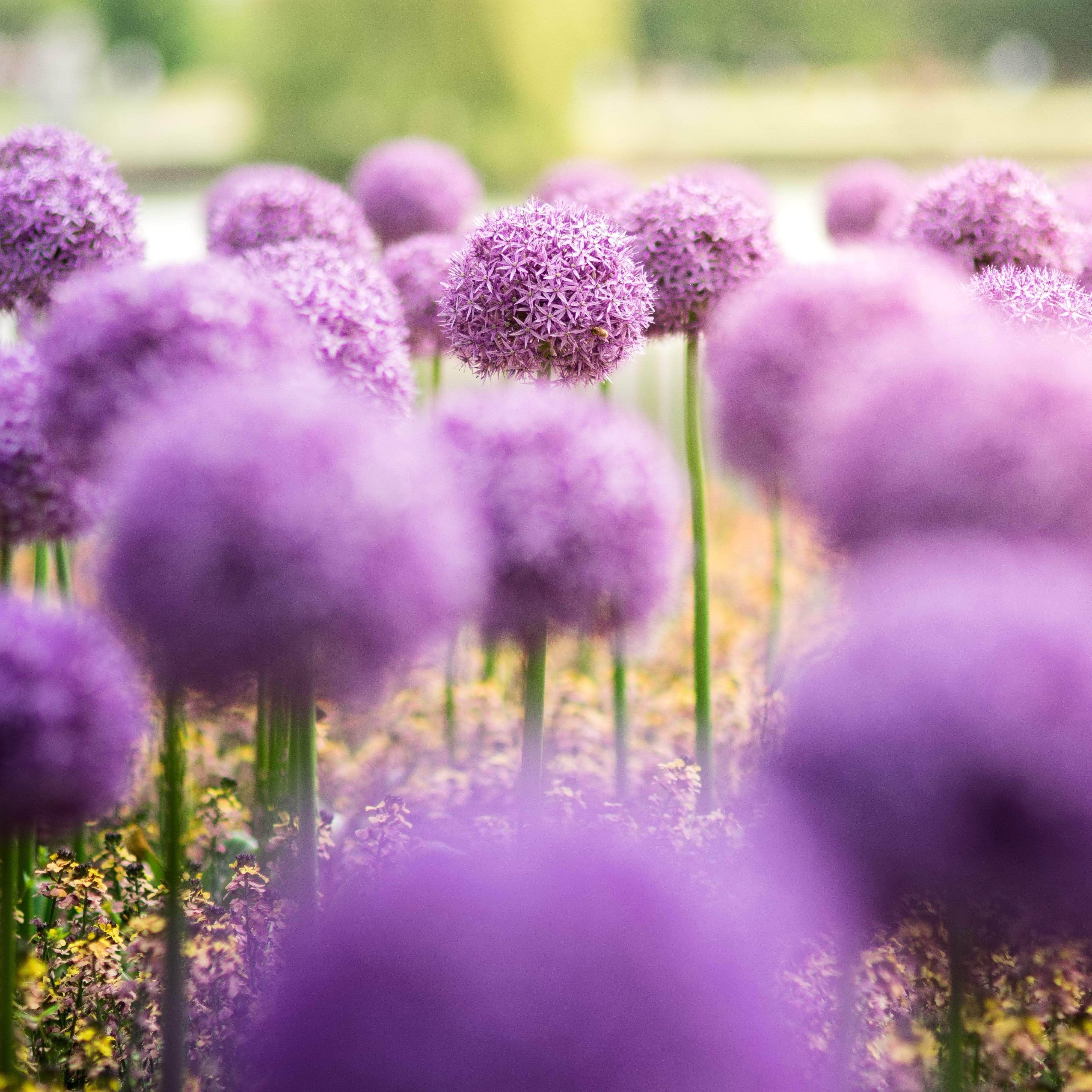 Understanding depth of field photo of flowers