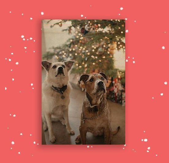 Photo Prints by Posterjack Order Prints Online Canada